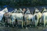 Cavalia's $30M 'Odysseo' Extravaganza Gallops Into National Harbor